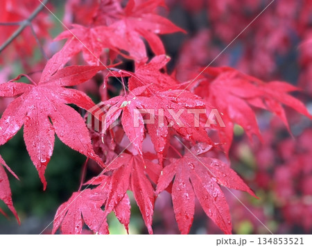 Maple leaves in vibrant shades of red, orange, and yellow, showcasing the beauty of autumn foliage. Ideal for nature themes and seasonal inspiration. Maple leaves in vibrant shades of red, orange, and yellow, showcasing the beauty of autumn foliage. Ideal for nature themes and seasonal inspiration. 134853521