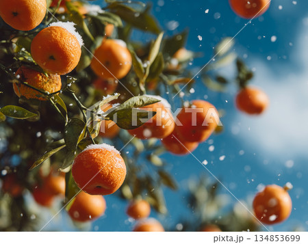 Mandarins grow on tree during winter. Snowflakes fall gently around bright orange fruits. Sky clear blue with few clouds in background. Green and healthy leaves contrasting with oranges and snow 134853699