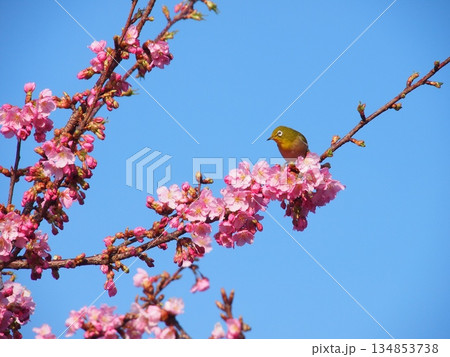 松田山・河津桜とメジロ 134853738