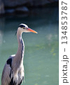 水辺に立っている鷺（さぎ）拡大 134853787