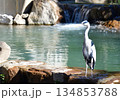 水辺に立っている鷺（さぎ） 134853788