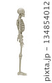 Professional 3D illustration of a human skeleton in side view profile for clinical anatomy education, spinal health studies, biomechanics research and medical visualization isolated on white. 134854012