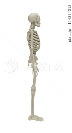 Professional 3D illustration of a human skeleton in side view profile for clinical anatomy education, spinal health studies, biomechanics research and medical visualization isolated on white. 134854012