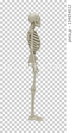 Professional 3D illustration of a human skeleton in side view profile for clinical anatomy education, spinal health studies, biomechanics research and medical visualization isolated on white. 134854012