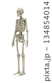 Anatomically accurate 3D model of human skeleton in three quarter view on white background for medical education, healthcare visualization, biology, orthopedics and scientific research. 3d rendering 134854014
