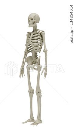 Anatomically accurate 3D model of human skeleton in three quarter view on white background for medical education, healthcare visualization, biology, orthopedics and scientific research. 3d rendering 134854014