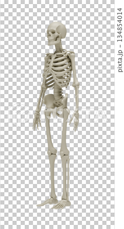 Anatomically accurate 3D model of human skeleton in three quarter view on white background for medical education, healthcare visualization, biology, orthopedics and scientific research. 3d rendering 134854014