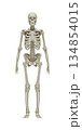 Anatomically accurate 3D rendering of a human skeleton on a white background for medical education, healthcare concepts, biological research, orthopedic studies, and scientific visualization. 134854015