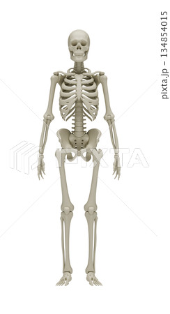 Anatomically accurate 3D rendering of a human skeleton on a white background for medical education, healthcare concepts, biological research, orthopedic studies, and scientific visualization. 134854015