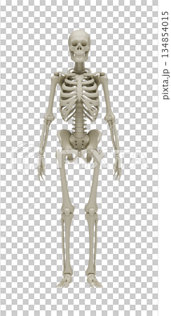 Anatomically accurate 3D rendering of a human skeleton on a white background for medical education, healthcare concepts, biological research, orthopedic studies, and scientific visualization. 134854015