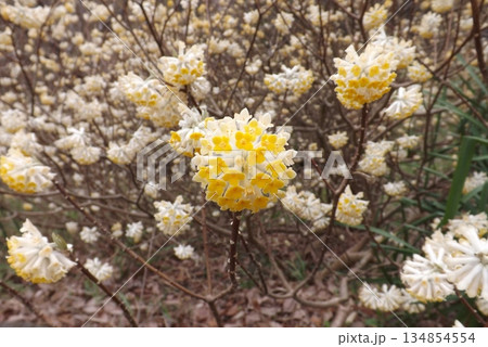 ミツマタ 134854554