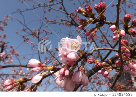 江戸彼岸桜 江戸彼岸桜 134854555