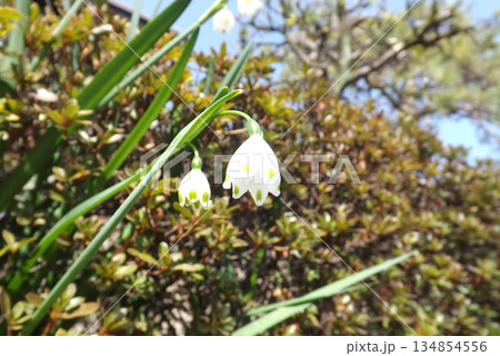 スノーフレーク スノーフレーク 134854556