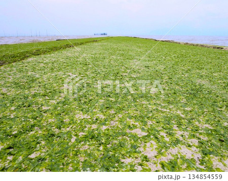 海藻に覆われた海床路 有明海 (熊本県玉名市鍋松原海岸) 海藻に覆われた海床路 有明海 (熊本県玉名市鍋松原海岸) 134854559