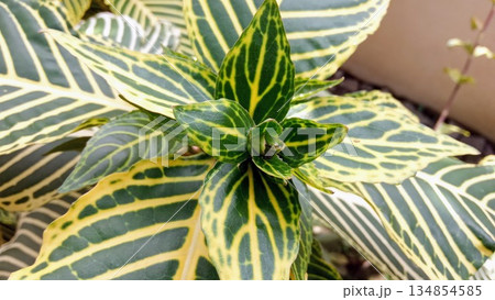 Macro View of Variegated Zebra Plant Leaves and Central Bud Macro View of Variegated Zebra Plant Leaves and Central Bud 134854585