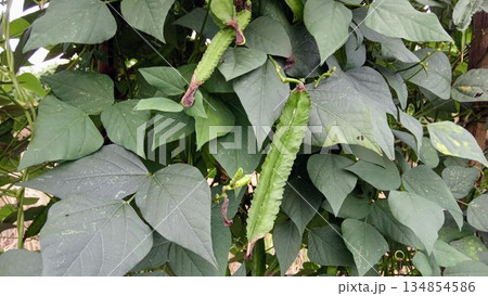 Winged Bean Pods Growing on Vine in Organic Tropical Farm Winged Bean Pods Growing on Vine in Organic Tropical Farm 134854586