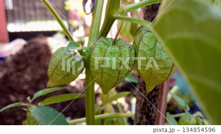 Green Groundcherry Fruits Growing on Plant Husk Tomato Physalis Angulata Green Groundcherry Fruits Growing on Plant Husk Tomato Physalis Angulata 134854596