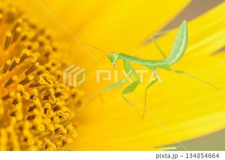 ヒマワリの花の上の一匹の小さいカマキリの子ども 134854664