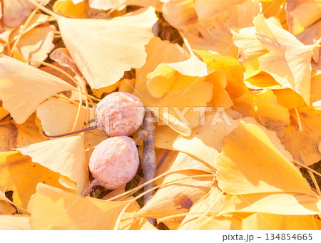 道端のイチョウの葉ぎんなんの実と落ち葉アップ 134854665