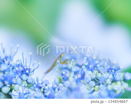 水色のあじさいの花の上に一匹の小さなカマキリ 水色のあじさいの花の上に一匹の小さなカマキリ 134854667