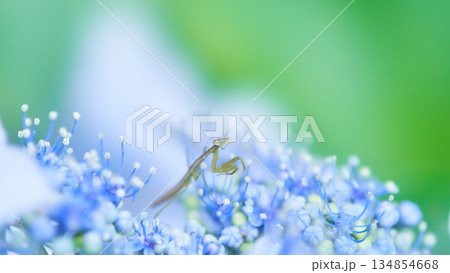 水色のあじさいの花の上に一匹の小さなカマキリ 水色のあじさいの花の上に一匹の小さなカマキリ 134854668