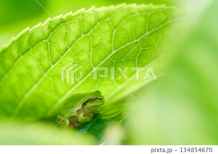紫陽花の葉に隠れ安らぎリラックスする一匹のニホンアマガエル 134854670