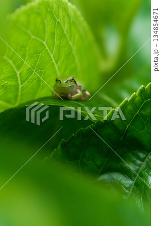 紫陽花の葉に隠れ安らぎリラックスする一匹のニホンアマガエル 紫陽花の葉に隠れ安らぎリラックスする一匹のニホンアマガエル 134854671