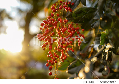 逆光に輝く南天の赤い実と冬の訪れ 134854697