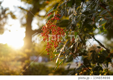柔らかな陽光を浴びる南天の実と緑の葉 134854698