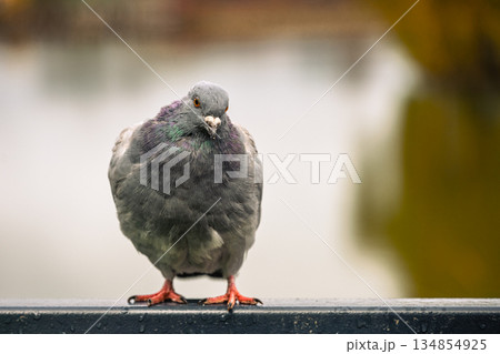 A pigeon stands on a ledge looking around. The water behind it reflects colors during the daytime. The bird appears calm as it observes its surroundings without moving. 134854925