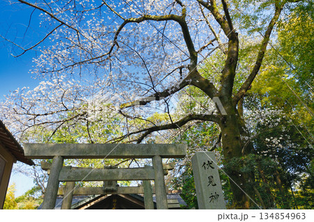 京都　伏見神宝神社　春の風景（京都府京都市伏見区） 134854963