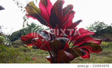 Backlit Red Cordyline Leaves Against Bright Sky - Tropical Plant Silhouette in Sunlight Backlit Red Cordyline Leaves Against Bright Sky - Tropical Plant Silhouette in Sunlight 134854970