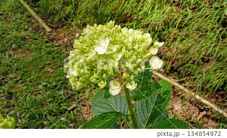 Pale Green Hydrangea Macrophylla Flower Head Before Blooming - Spring Garden Shrub Detail 134854972
