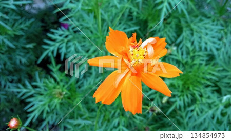 Vibrant Orange Cosmos Sulphureus Flower in Bloom - Bright Summer Garden Floral Macro 134854973
