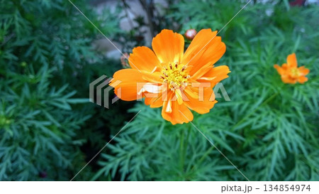 Vibrant Orange Cosmos Flower Blooming in Summer Garden 134854974