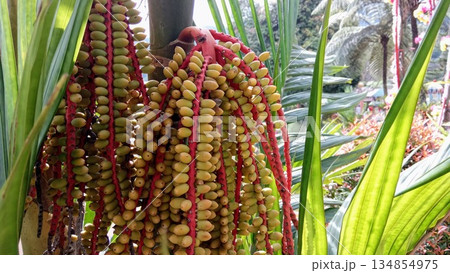 Cluster of Tropical Palm Seeds on Bright Red Stems 134854975