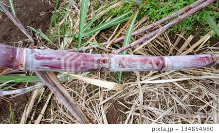Close Up of Raw Purple Sugarcane Stalk on Ground Close Up of Raw Purple Sugarcane Stalk on Ground 134854980