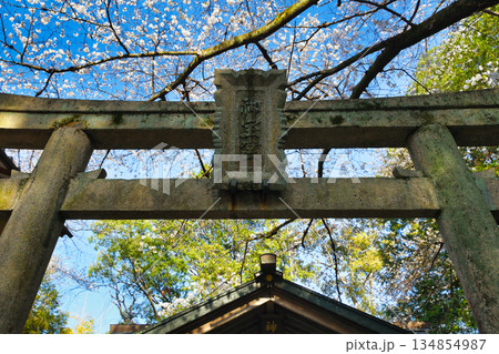 京都　伏見神宝神社　春の風景（京都府京都市伏見区） 134854987