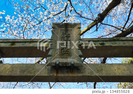 京都 伏見神宝神社 春の風景(京都府京都市伏見区) 京都 伏見神宝神社 春の風景(京都府京都市伏見区) 134855028