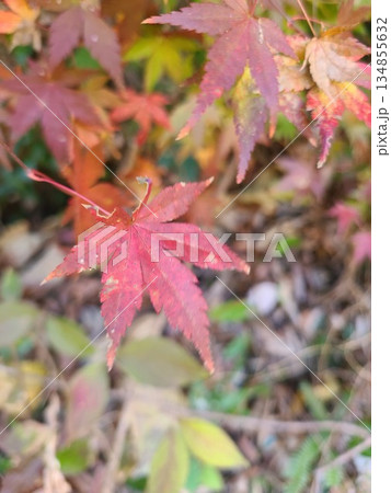 綺麗な紅葉 綺麗な紅葉 134855632