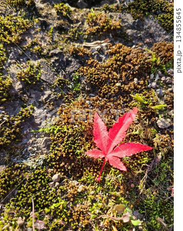 苔の上に落ちた美しい小さな紅葉 134855645