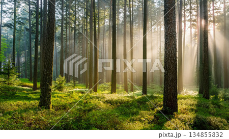 Early morning fog envelops a lush pine forest. Sunbeams pierce through tall tree trunks, creating a serene and magical atmosphere in rich green hues. 134855832