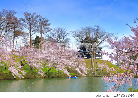 【新潟県】晴天の高田城と満開の桜 134855844