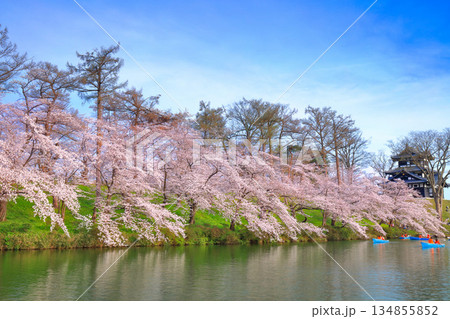 【新潟県】晴天の高田城と満開の桜 134855852