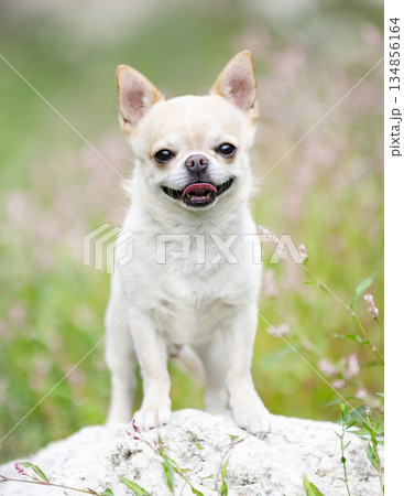 chihuahua in nature 134856164