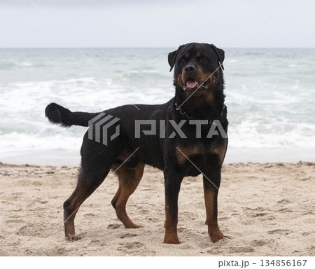 rottweiler on the beach rottweiler on the beach 134856167