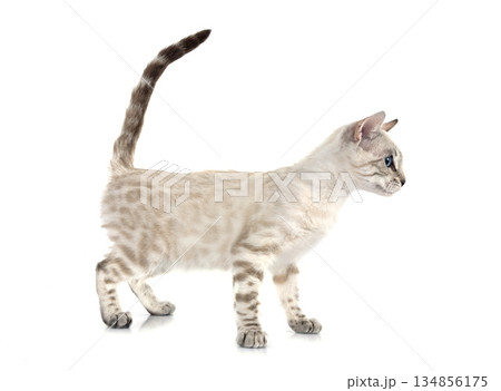 bengal kitten in studio 134856175