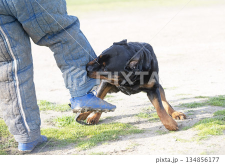 training of  rottweiler 134856177
