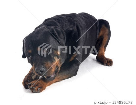 rottweiler in studio 134856178