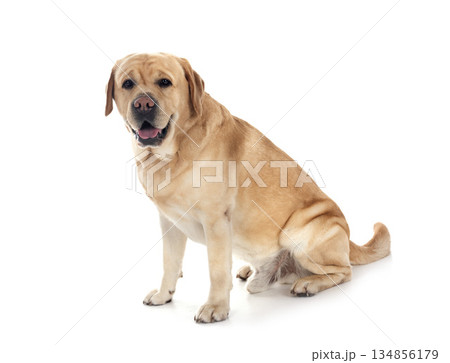 adult labrador retriever 134856179